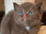 &Agrave; r&eacute;server, une chatonne British Shorthair LOOF cinnamon