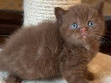 &Agrave; r&eacute;server, une chatonne British Shorthair LOOF cinnamon