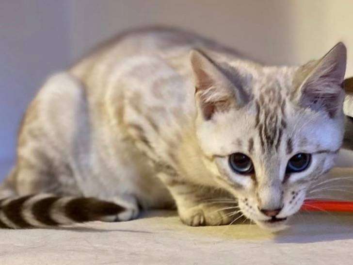 Superbes chatons Bengal à vendre