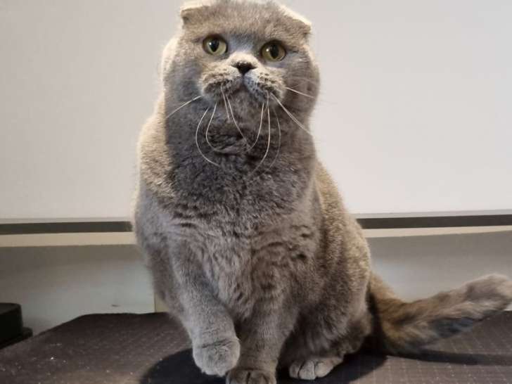 Une chatte Scottish Fold LOOF bleue de 4 ans disponible à la vente