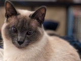 Chatte Siamoise recherche mâle pour saillie