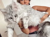 Chat adulte Maine Coon noir disponible pour une saillie (LOOF)