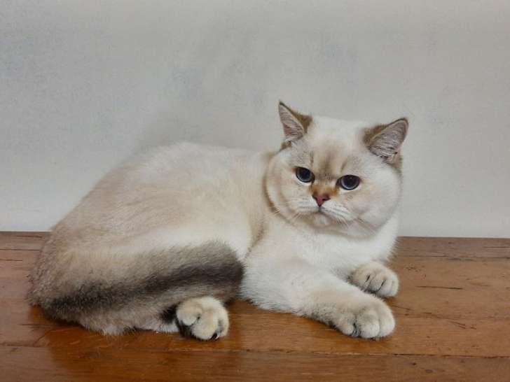 3 chatons British Shorthair LOOF mâles disponibles à l’achat