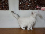 3 chatons British Shorthair LOOF mâles disponibles à l’achat