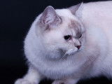 3 chatons British Shorthair LOOF mâles disponibles à l’achat