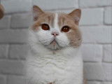 Chat adulte mâle British Shorthair pour une saillie (LOOF)