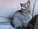 Chat adulte mâle British Shorthair pour une saillie (LOOF)