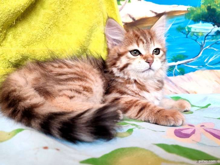 Une chatonne Sibérien au pelage doré LOOF à acheter