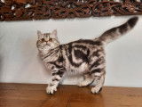 Un chaton British Shorthair chocolat tacheté à vendre (LOOF)