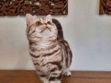 Un chaton British Shorthair chocolat tacheté à vendre (LOOF)