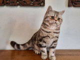 Un chaton British Shorthair chocolat tacheté à vendre (LOOF)