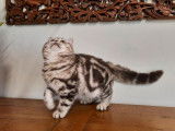 Un chaton British Shorthair chocolat tacheté à vendre (LOOF)