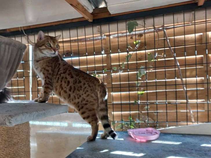 À vendre : un chat Bengal marron à rosettes de 2 ans LOOF