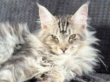 3 chatons Maine Coons à la vente (LOOF)