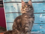 3 chatons Maine Coons à la vente (LOOF)