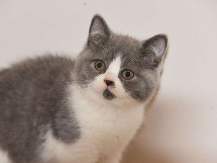 4 chatons British Shorthair LOOF à vendre