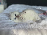 Adorable chatons British Shorthair silver