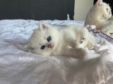 Adorable chatons British Shorthair silver