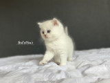 Adorable chatons British Shorthair silver
