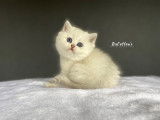 Adorable chatons British Shorthair silver