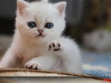 2 chatons Scottish Straights à réserver