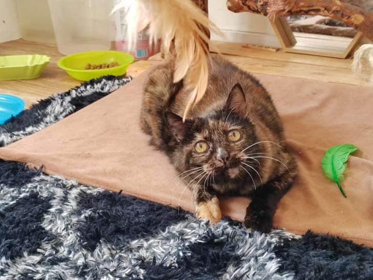 Noella, chatte à adopter