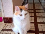 En attente d'une famille, chatte tricolore