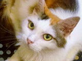 En attente d'une famille, chatte tricolore
