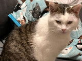 Chat de 6 ans à adopter