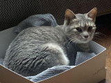 À accueillir : chatte d’un an