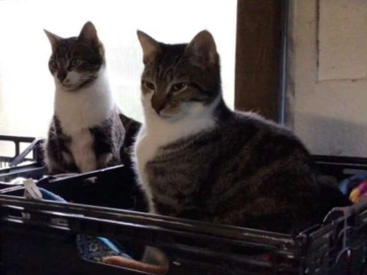 Urby et Ulewis, chats adultes à adopter ensemble