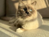 Mâle Ragdoll disponible pour saillie