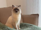 Mâle Ragdoll disponible pour saillie
