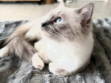 Mâle Ragdoll disponible pour saillie