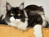 Mâle Maine Coon LOOF polydactyle disponible pour saillie