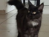 Maine Coon LooF