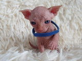 Très beau chaton Sphynx blanc à vendre
