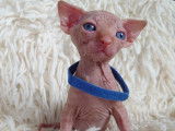Très beau chaton Sphynx blanc à vendre
