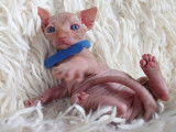 Très beau chaton Sphynx blanc à vendre