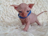 Très beau chaton Sphynx blanc à vendre