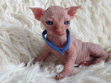 Très beau chaton Sphynx blanc à vendre