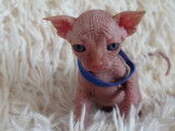 Très beau chaton Sphynx blanc à vendre