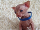 Très beau chaton Sphynx blanc à vendre