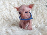 Très beau chaton Sphynx blanc à vendre