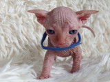 Très beau chaton Sphynx blanc à vendre