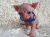 Très beau chaton Sphynx blanc à vendre