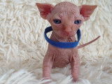 Très beau chaton Sphynx blanc à vendre
