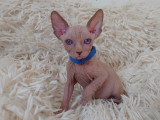 Très beau chaton Sphynx blanc aux yeux bleus à vendre