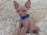 Très beau chaton Sphynx blanc aux yeux bleus à vendre