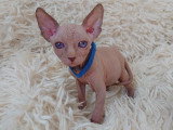 Très beau chaton Sphynx blanc aux yeux bleus à vendre